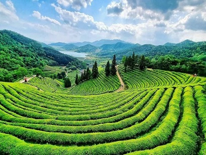 Tham quan đồi Chè (vườn trà xanh) 보성군